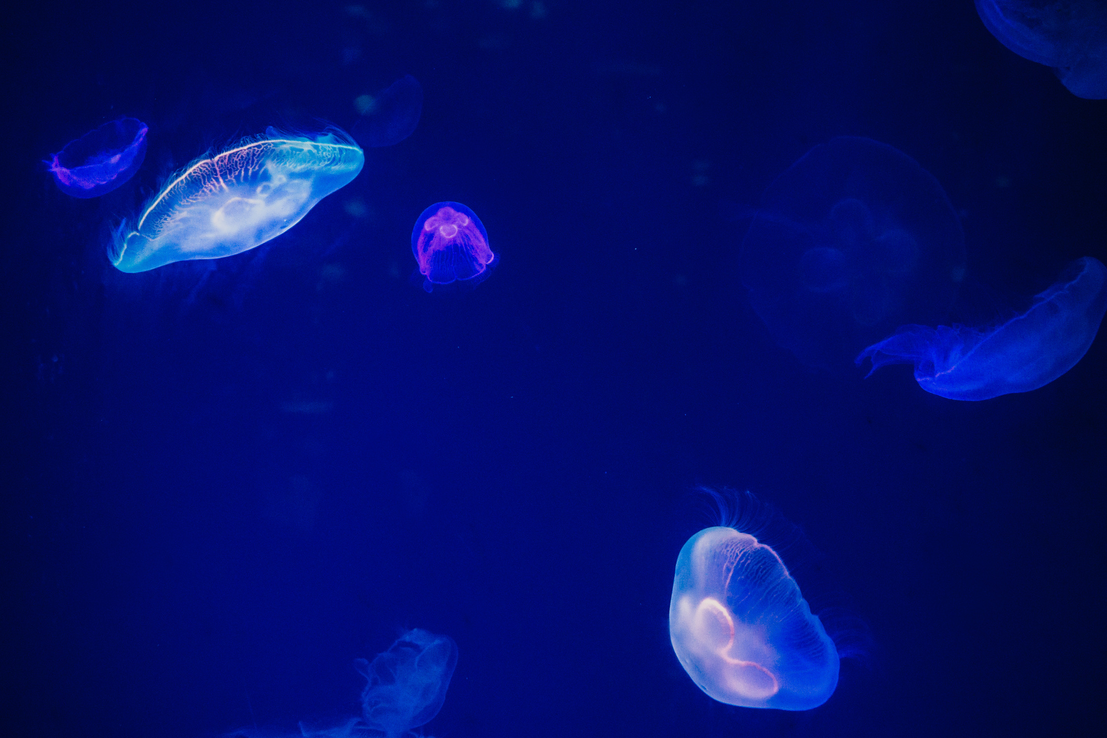 Blue Jellyfish